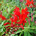 Crocosmia gigantiflora 'Lucifer' fleur